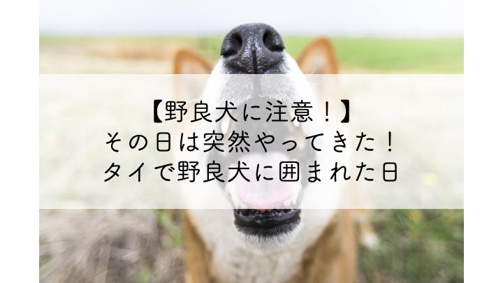 野良犬に注意 その日は突然やってきた タイで野良犬に囲まれた日 Momokuri Blog